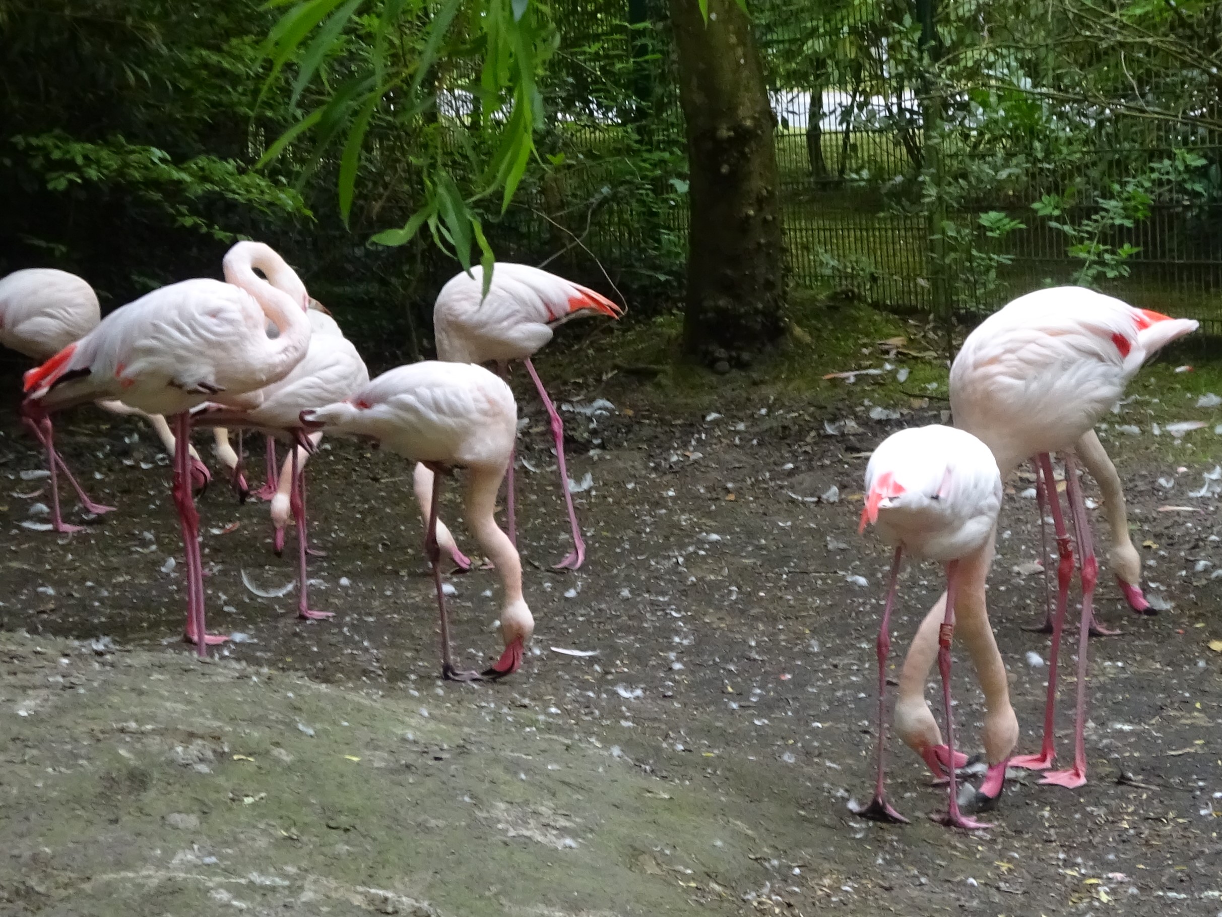 Unser Ausflug in den Wingster Waldzoo am 11.5.2026
